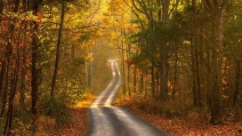 秋季森林叶公路