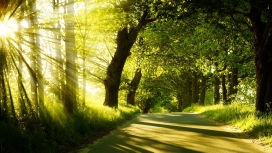 阳光灿烂的森林路