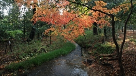 秋枫落叶溪