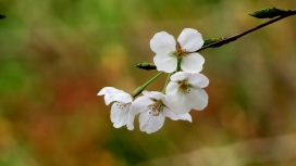 高清晰白色樱花