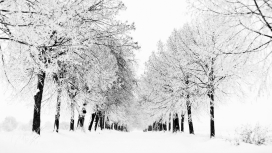 白色雪树林路