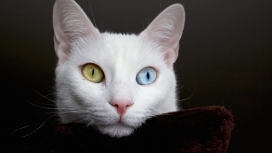 好奇的白猫