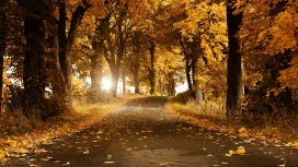 秋天树叶森林路