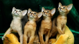 四只可爱的仰头张望小猫