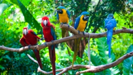 群鸟荟萃-站在树枝上的多彩鹦鹉