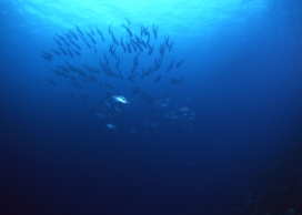 高清晰蓝色深海-海豚壁纸