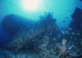 高清晰深海蓝色珊瑚礁壁纸