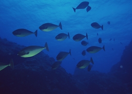 高清晰深海群鱼壁纸