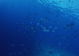高清晰蓝色深海群鱼壁纸