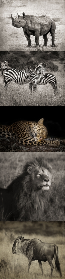非洲草原动物复古记录摄影