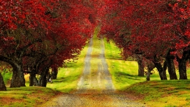 高清晰唯美的红树林小路壁纸