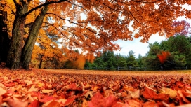 秋季红色落叶区域壁纸