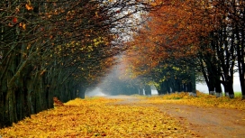 秋季森林落叶路