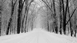 漂亮的冬季森林路
