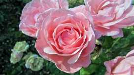 高清晰粉红rose玫瑰花壁纸
