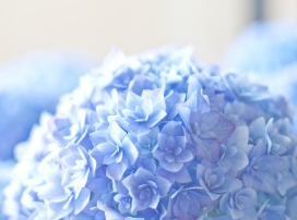 高清晰蓝色霍滕西亚花