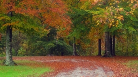 高清晰秋天的五彩树落叶壁纸