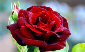 高清晰红花爱情玫瑰桌面壁纸下载