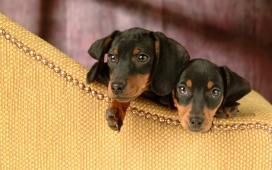 两只可爱的腊肠犬名犬壁纸桌面下载
