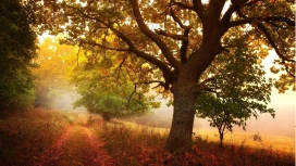 高清晰秋季森林大树阳光壁纸