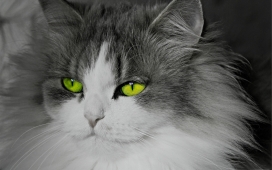 绿眼猫