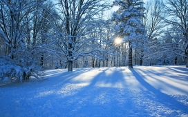 高清晰冬季蓝色树林壁纸