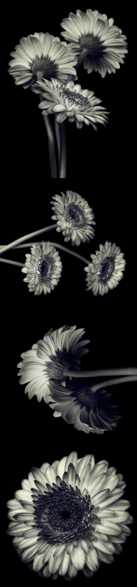 Gerbera非洲菊花黑白照片