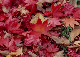 高清晰秋季红色枯叶壁纸