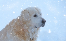 高清晰雪地中的金色猎犬