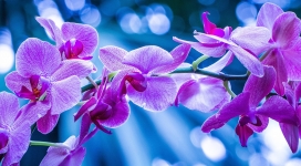 背景虚化下的紫色紫罗兰花
