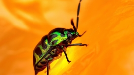 高清晰绿色甲虫壁纸