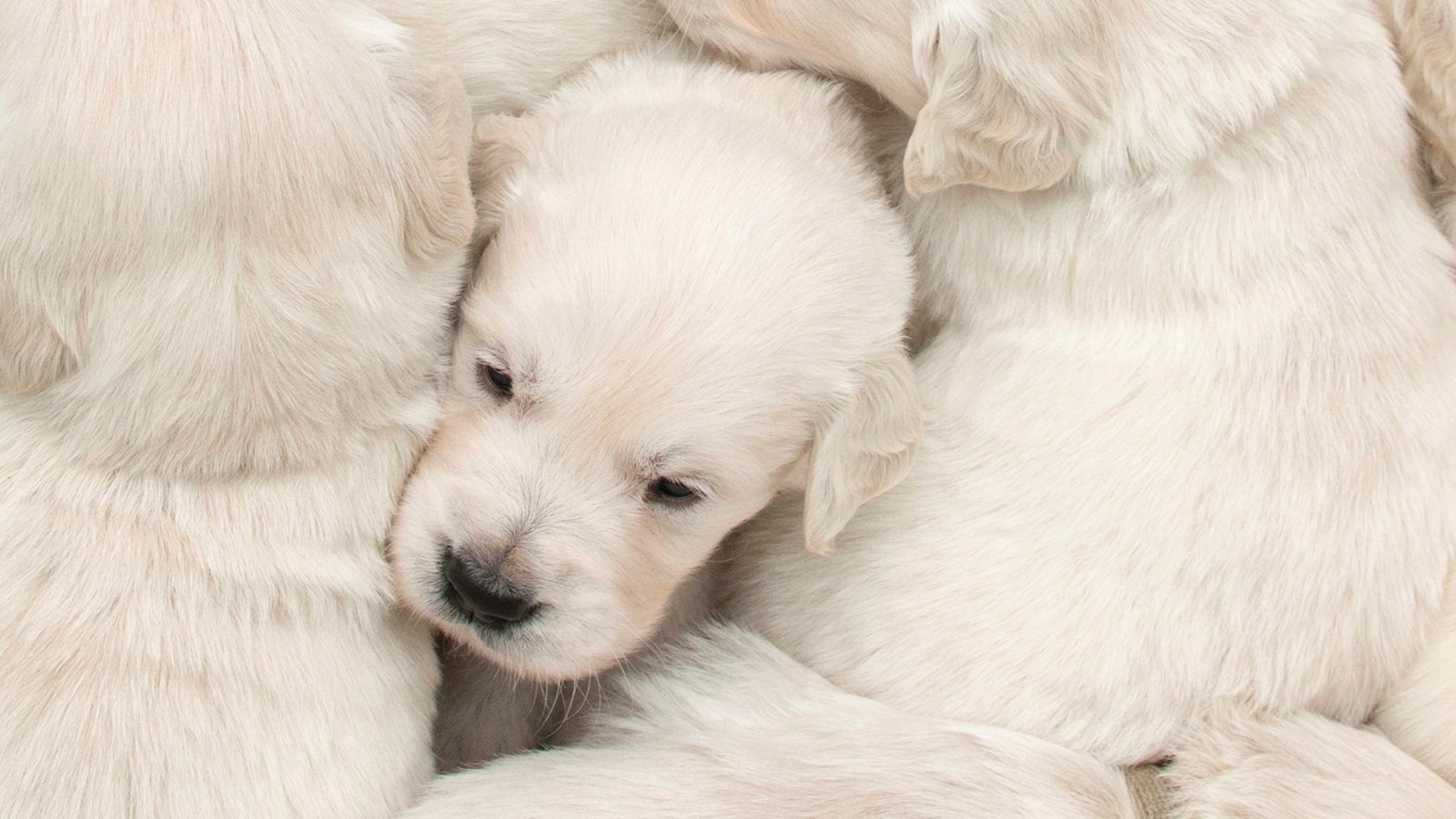 高清晰白色宠物狗壁纸