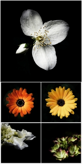 花卉摄影图