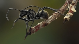 高清晰大头蚂蚁昆虫壁纸