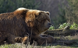巨大的棕熊