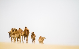 沙漠中的一群骆驼动物壁纸