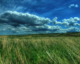 蓝天乌云下的绿色野草