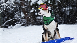 戴眼镜滑雪的狗