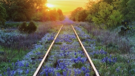 夕阳下长满紫色野花的铁路