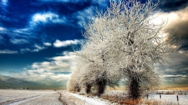 美丽的冬季雪树木场