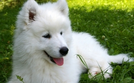 高清躺在草坪山中的白色萨摩耶犬（Samoyed）狗犬壁纸下载
