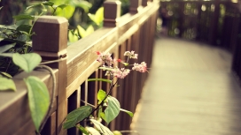 木质篱笆围栏花