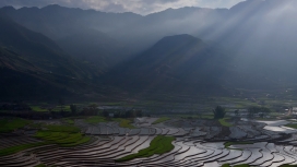 阳光下的越南尼斯稻田