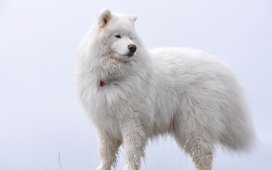白色“战狼”-高清萨摩耶犬（Samoyed）狗犬壁纸下载