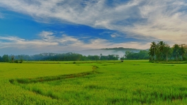 菲律宾绿色稻田壁纸