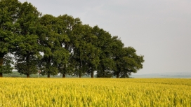 黄色麦田绿色树木