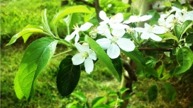 春天开花的苹果树