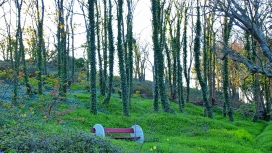 绿树林中的长椅壁纸