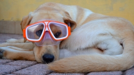 高清晰带水下眼镜的Labrador拉布拉多名犬宠物壁纸下载