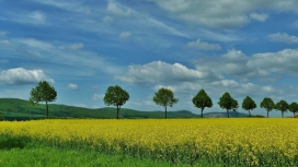 高清晰金色黄花绿树美景
